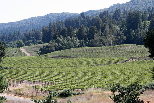 Jack London Vineyards (Photo by Lance and Erin via Flickr)