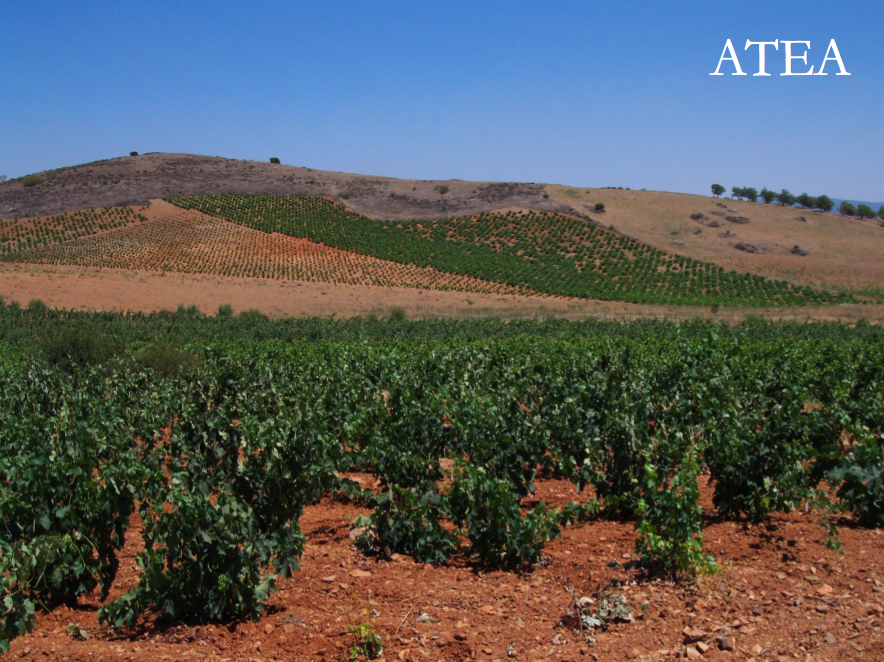 Atea Vineyards