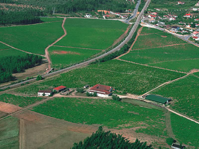 Quinta do Valdoeiro vineyards