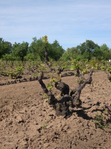 Cline's old vines vineyards in Contra Costa County