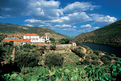 Dows_Senhora-da-Ribeira_Vineyard