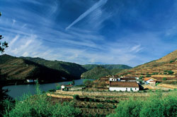 Dows_Senhora-da-Ribeira_Vineyard2