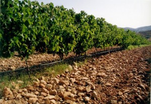 ChapillonHarmonie_vineyard_photo