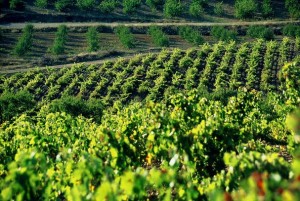 ChapillonHarmonie_vineyard_photo2