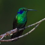 GreenViolet-EarHummingbird