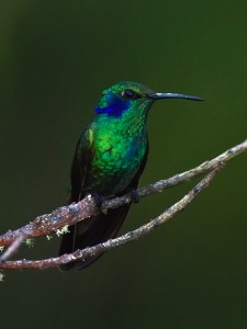 GreenViolet-EarHummingbird