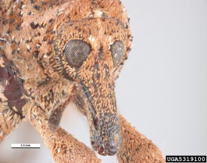 AcaciaWeevil